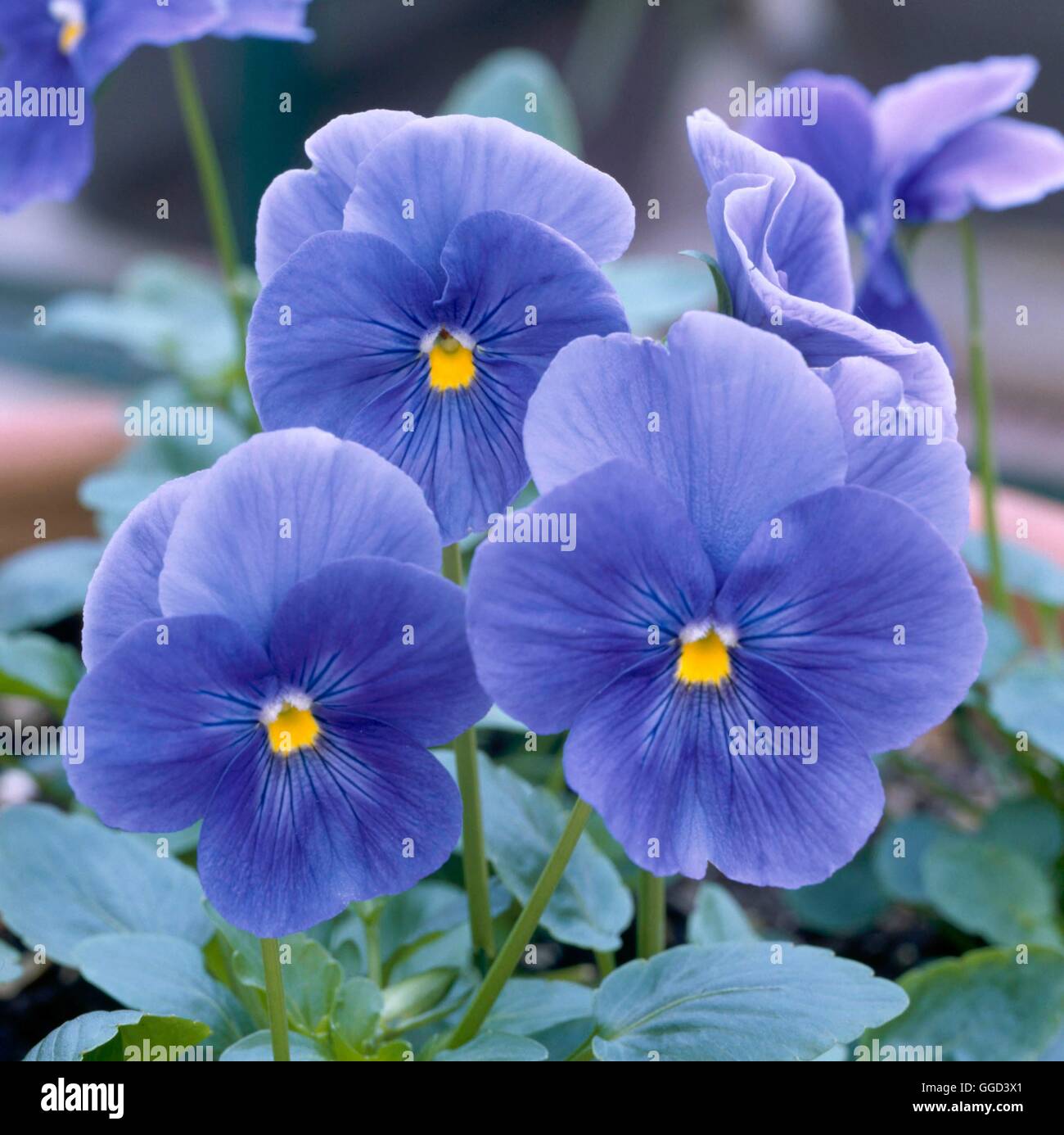 Viola - `Universal Plus True Blue' Winter Pansies   ANN086891 Stock Photo